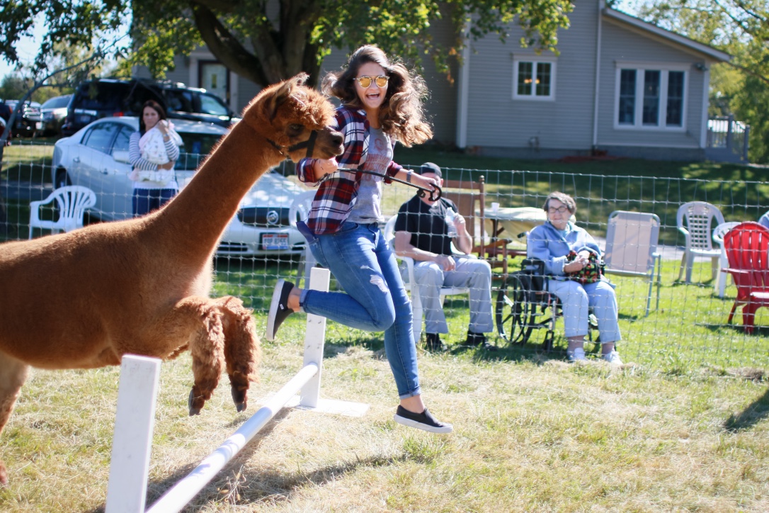 Alpaca obstacle course